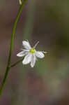 Texas sunnybell